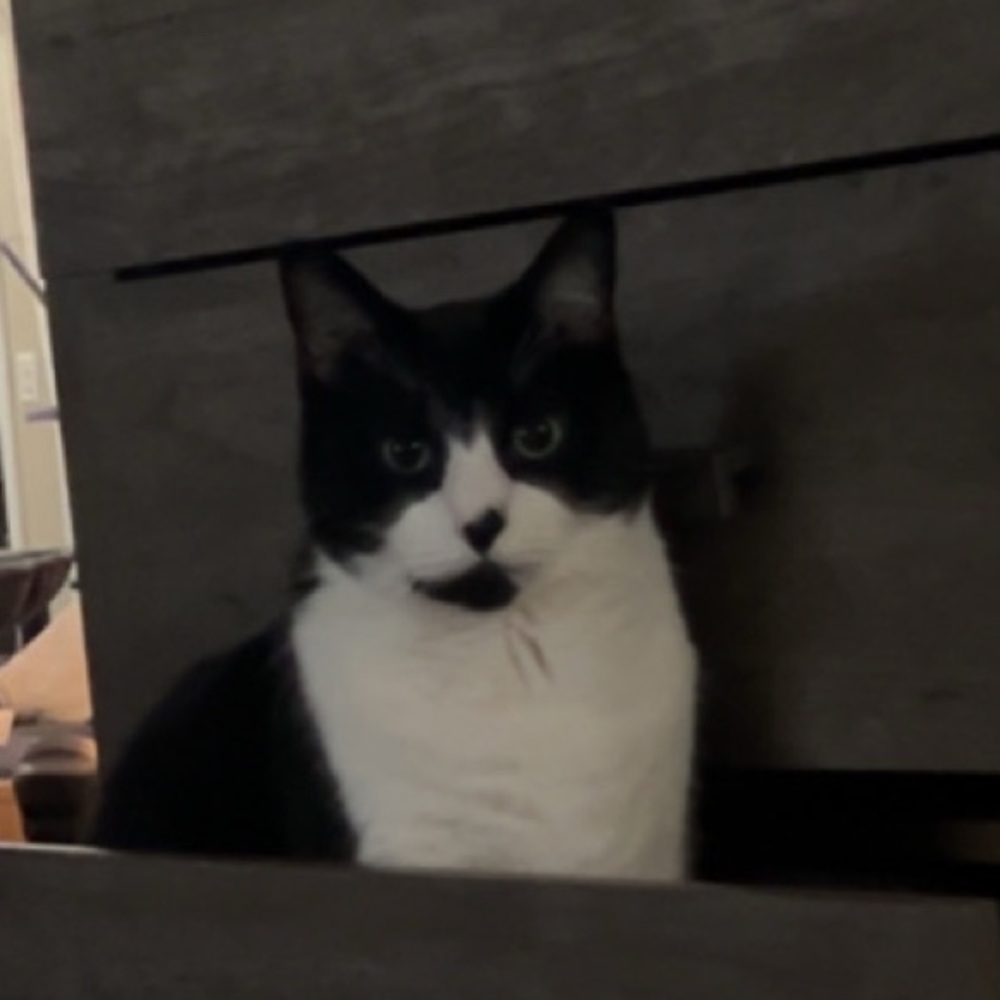 Meet your Posher, Manal